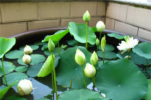 Bowl Lotus