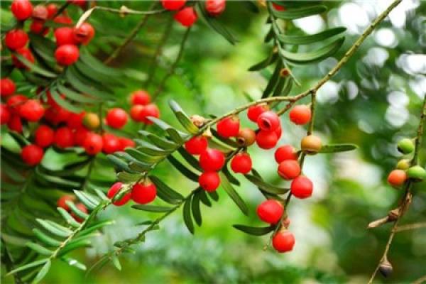 Taxus chinensis