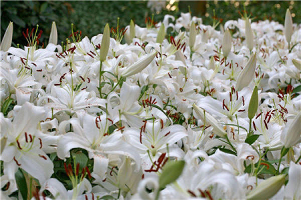 Lily Flower
