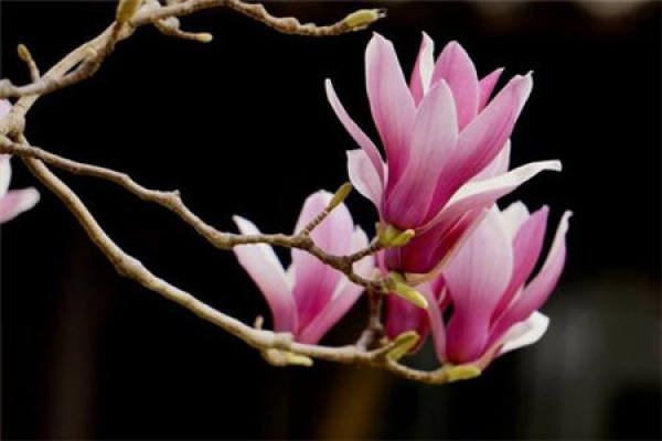 Magnolia liliflora