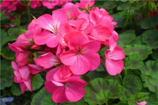 Geranium
