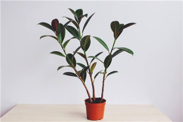 Rubber Tree