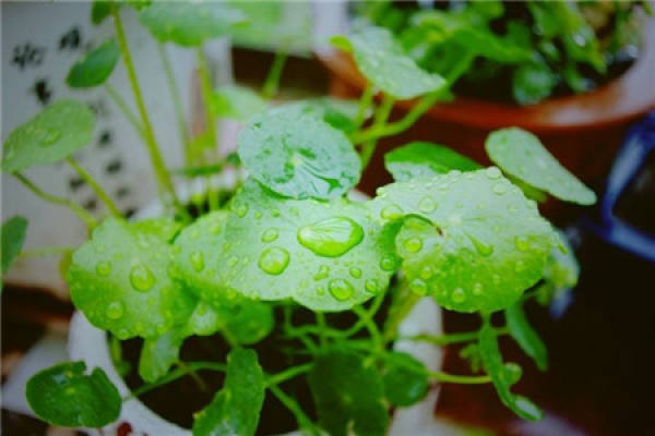 Herba Lysimachiae Christinae Herba Lysimachiae Christinae