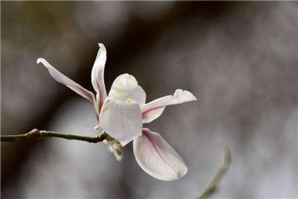 Magnolia denudata