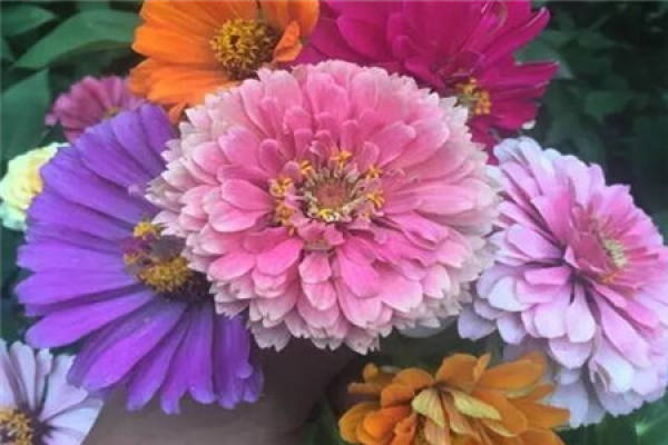 Zinnia