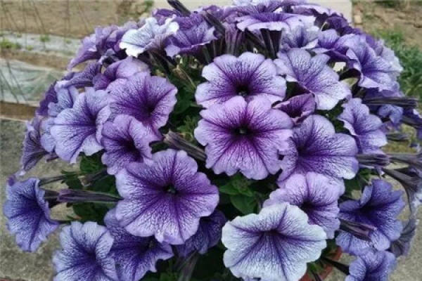 Petunia hybrida