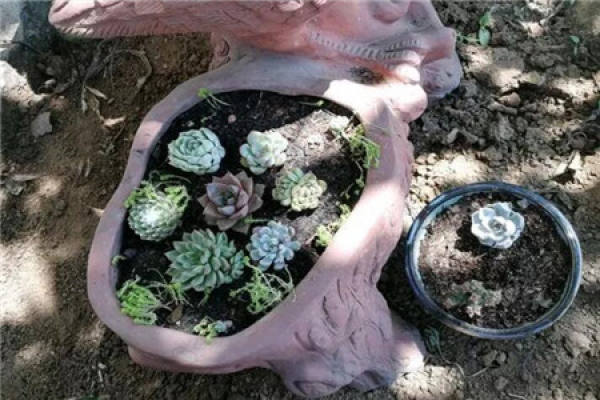 fleshy stump