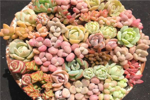 Meaty combination platter