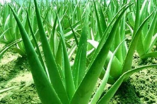 Aloe