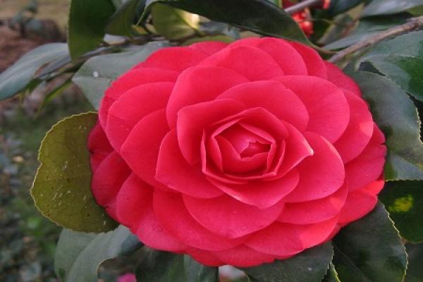 How can Camellia grow fast - The Plant Aide