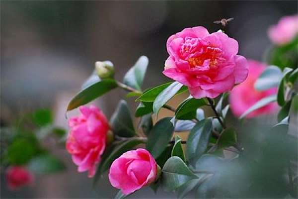 Camellia