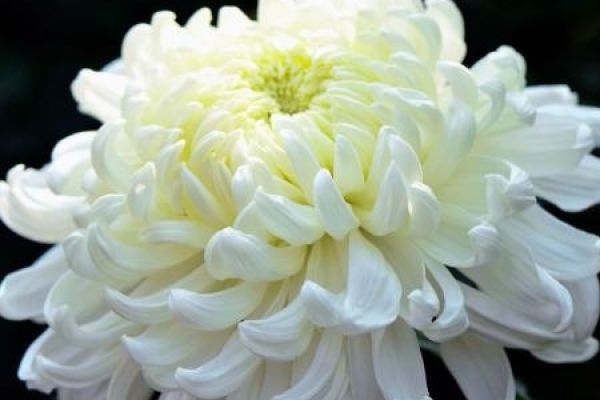 Chrysanthemum