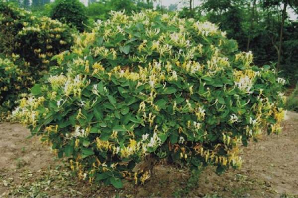 Lonicera japonica