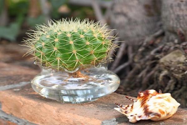 Cactus