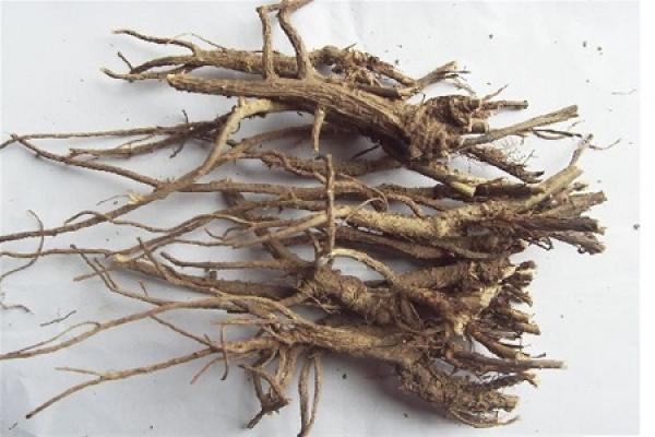 Radix Bupleuri