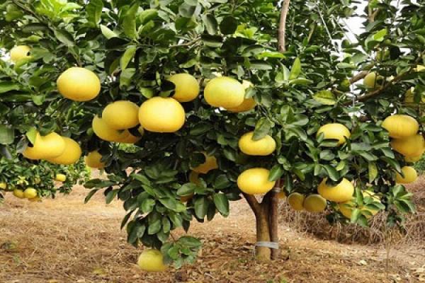 Grapefruit