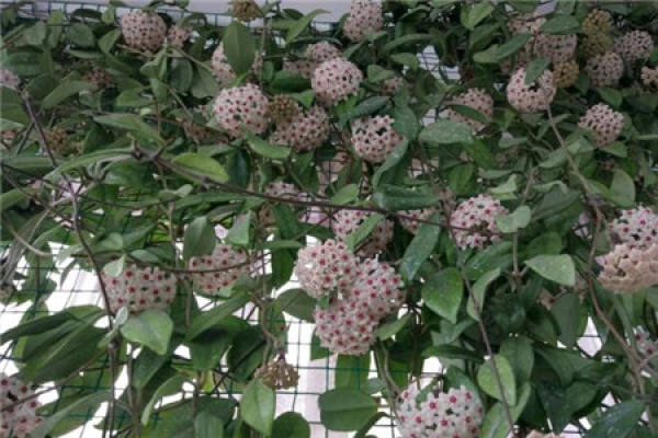 Hoya