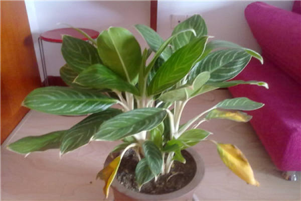 Coelogyne leucocephala
