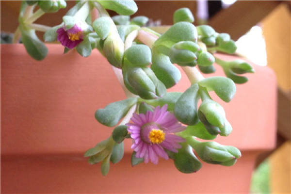 Bai Feng Ju Bai Feng Ju