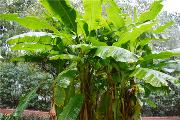 Plantain