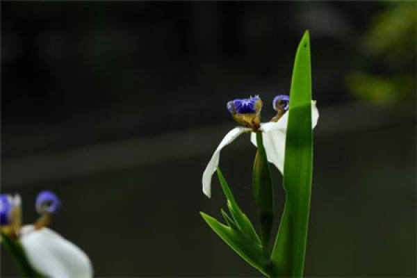 Brazilian iris