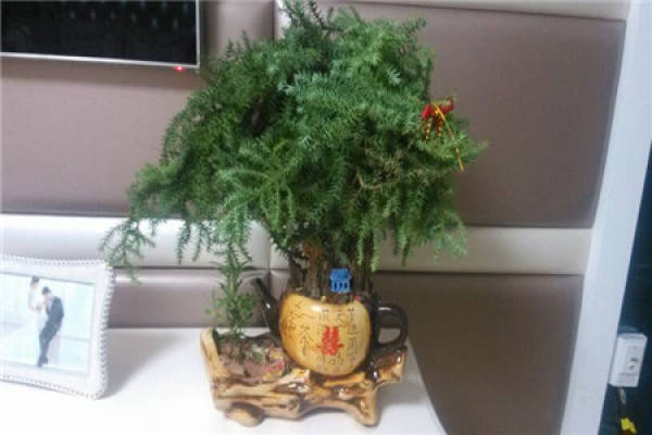 Australian fir