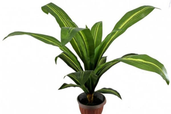 Brazilwood