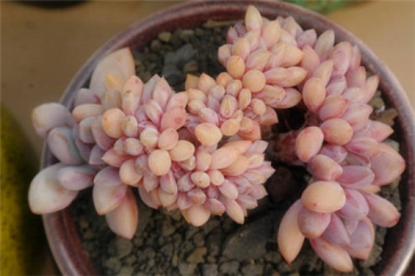 Oplina