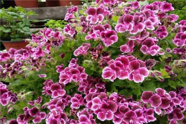 Geranium