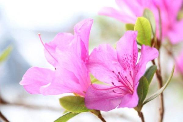 Rhododendron