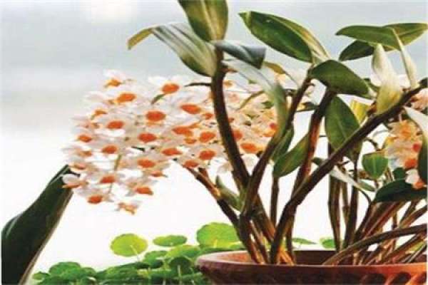 Herba Dendrobii