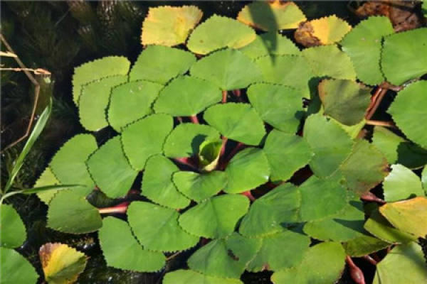 Water Caltrop