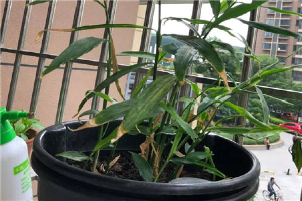 Potted ginger
