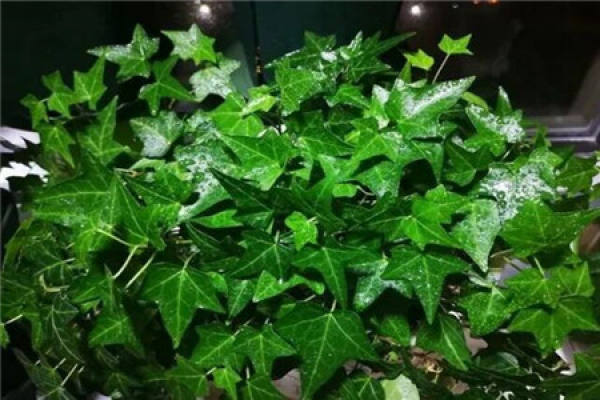 Ivy