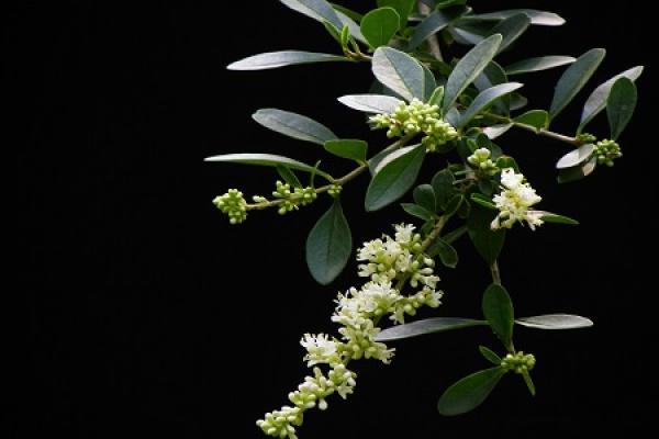 Ligustrum quihoui