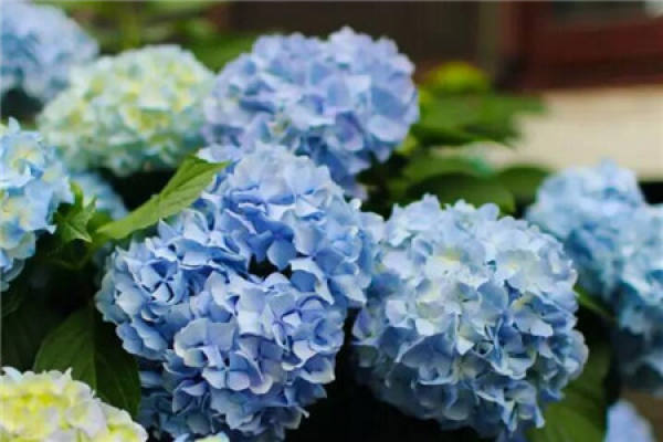 Hydrangea