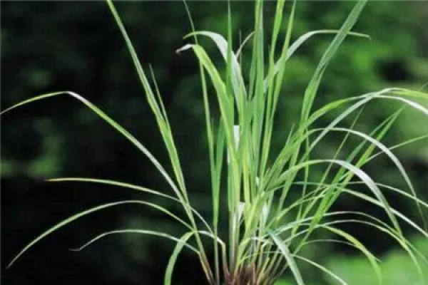 Lemongrass
