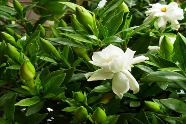 Gardenia