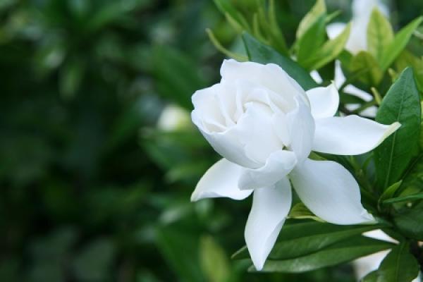 Gardenia