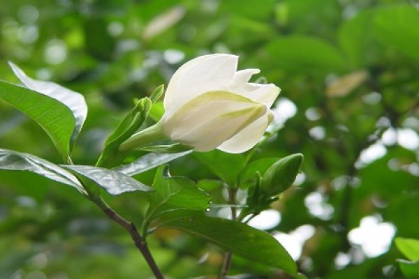 Gardenia
