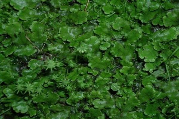 Liverwort