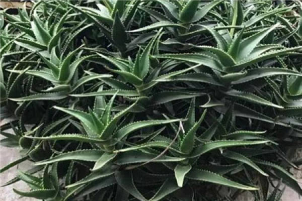 Costus
