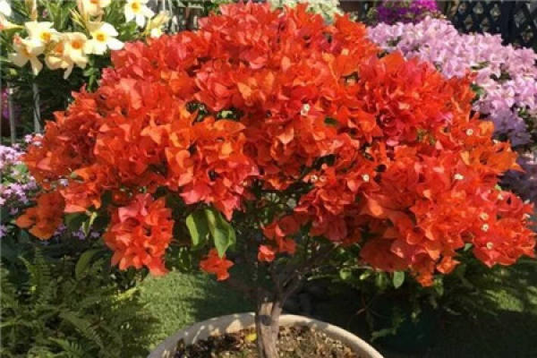 Bougainvillea