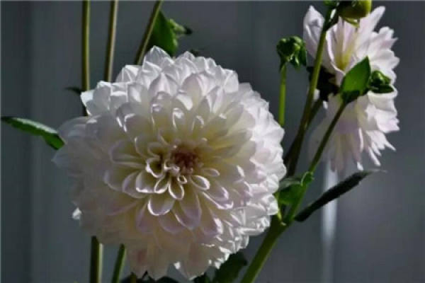 Dahlia