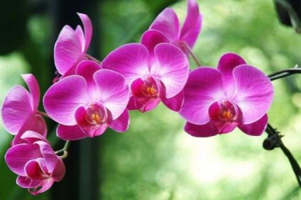 Phalaenopsis