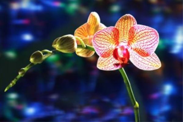Phalaenopsis