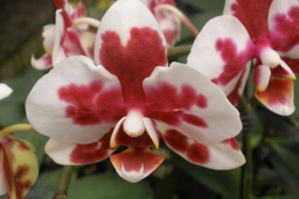 Butterfly Orchid