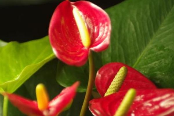 Anthurium