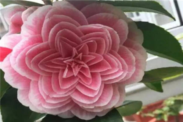 Camellia