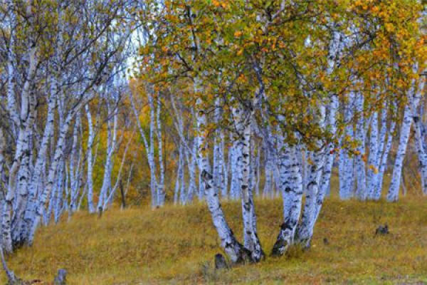 White Birch